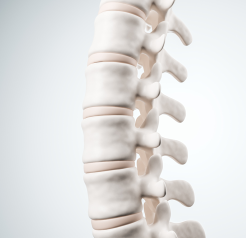 human-spine