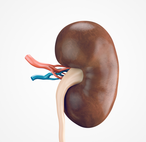 human-kidney